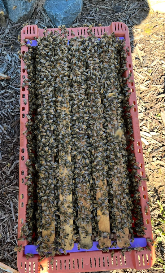 2027 Spring Honey Bee Nuc – Local Pickup Only